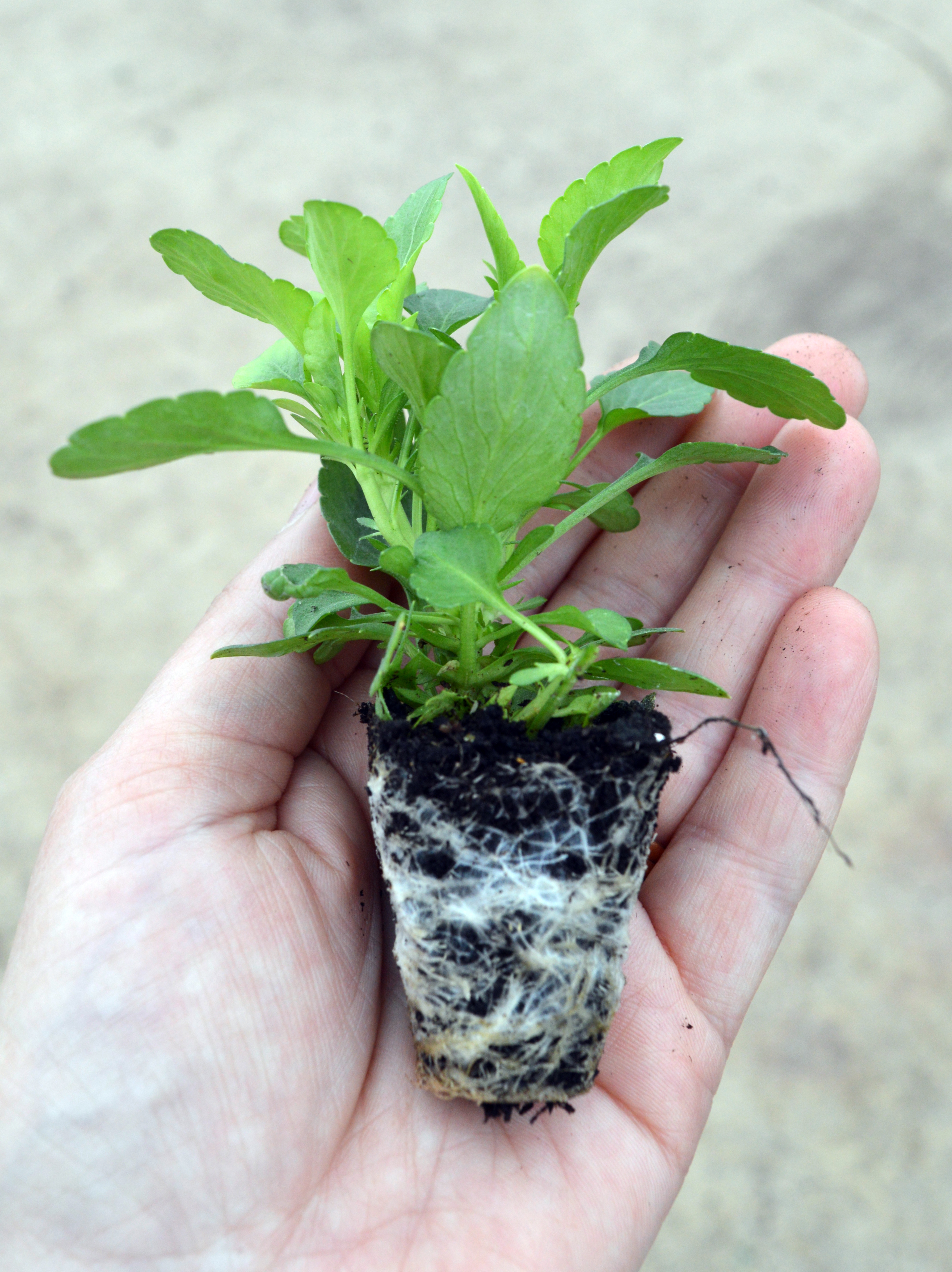 Victorian Viola Plug Plant